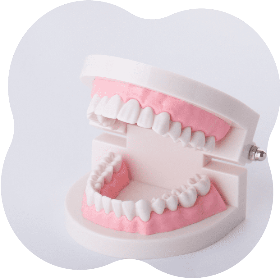 写真：歯の模型